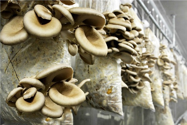 Mushroom Cultivation Business