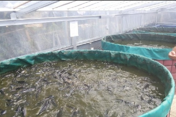 Bio Floc Fish Farming