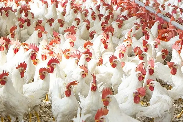 Broiler Poultry Farming