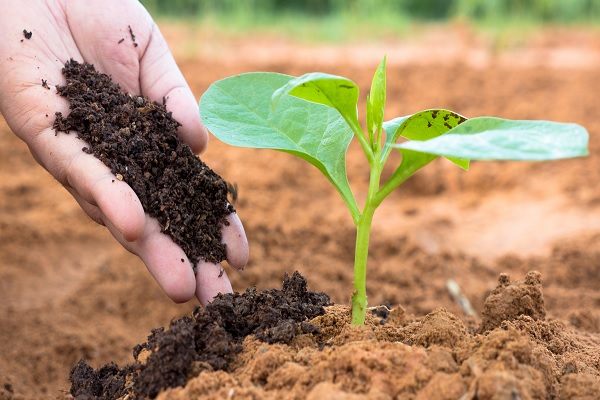 Vermicompost Production