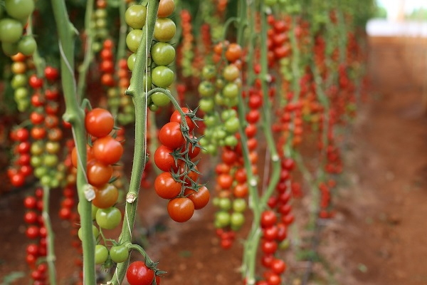 Organic Vegetable Cultivation